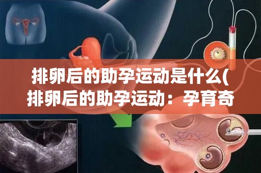 排卵后的助孕运动是什么(排卵后的助孕运动：孕育奇迹的秘密)