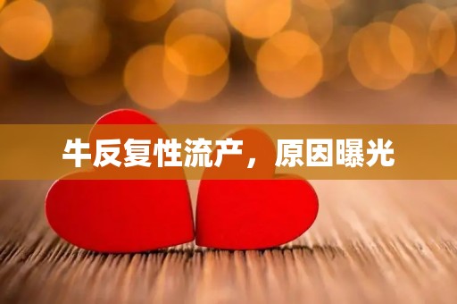 牛反复性流产,原因曝光 牛反复性流产,原因曝光