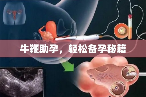 牛鞭助孕，轻松备孕秘籍