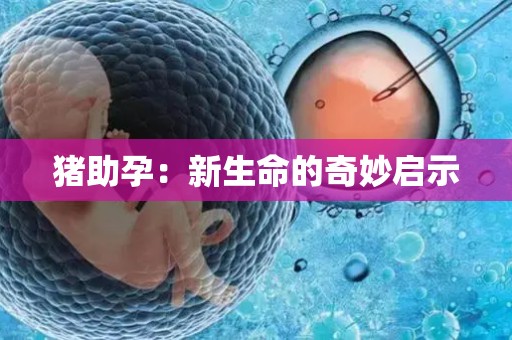 猪助孕：新生命的奇妙启示